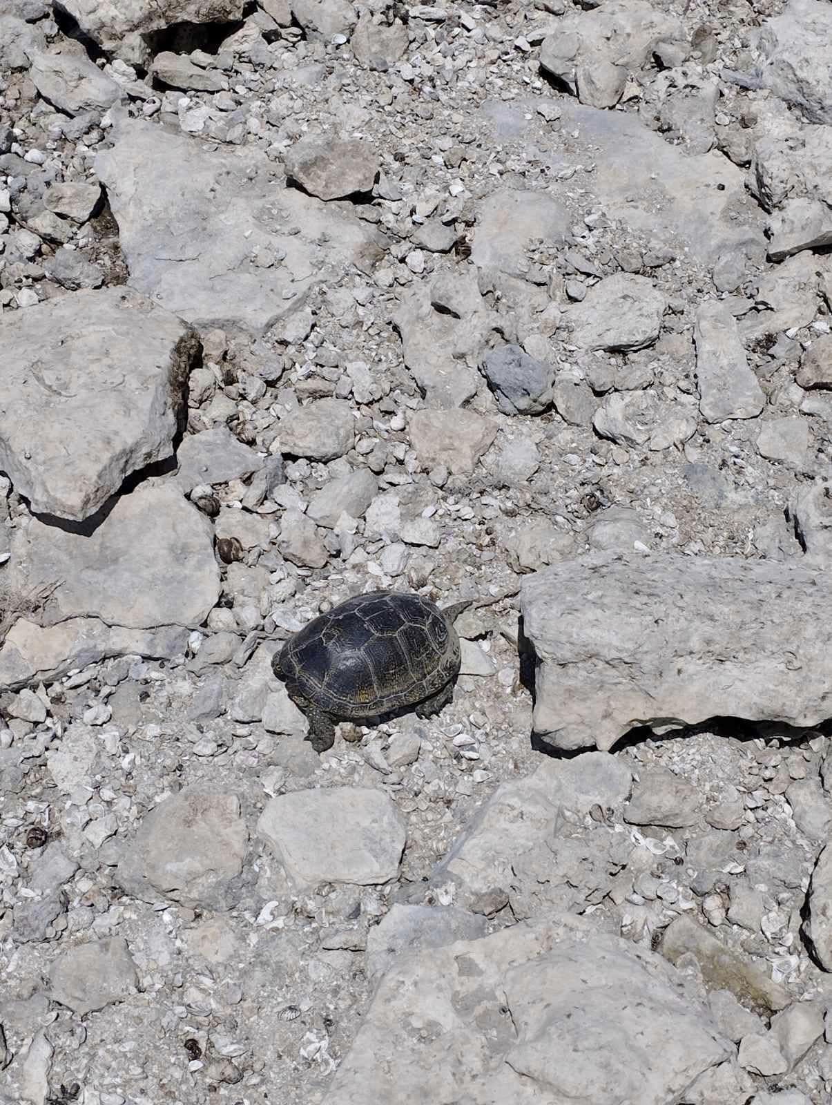 Так умирает природа Каховского водохранилища. В сети показали трагические фото